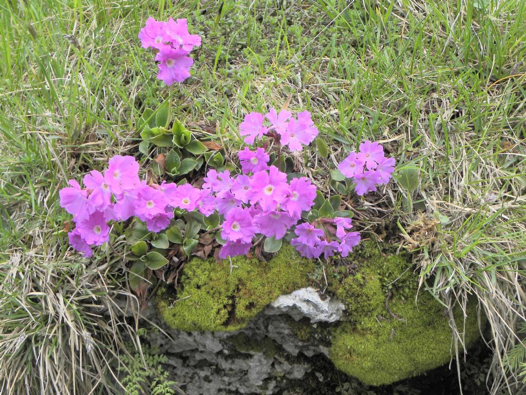 Primula glaucescens